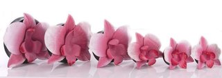 Horn Ear Plug - Flower - Pink